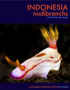Indonesia nudibranchs